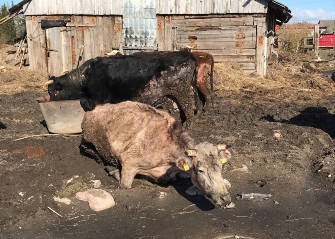 Vārvē atrasti pavisam novārdzināti lopi - nebaroti un nedzirdīti