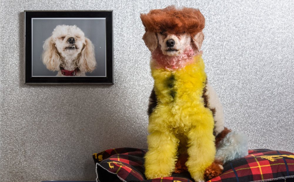 Foto: sieviete velta gadu savas dzīves, lai nokrāsotu suni
