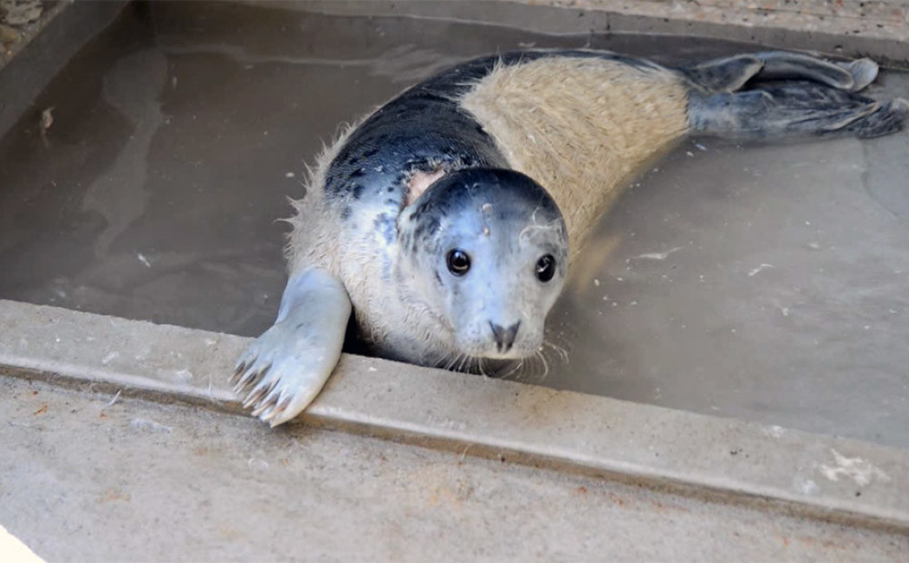 Rīgas Zooloģiskajā dārzā atgūstas ievainots roņu mazulis no Ventspils piekrastes