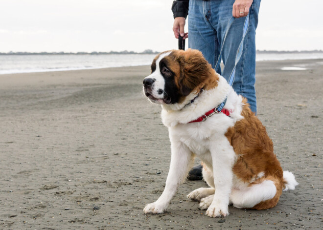 Kas jāzina par lielo un draudzīgo suni ar stāstu - sanbernāru