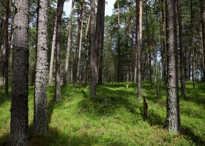 Latvijas ekonomiku principā stutē meži