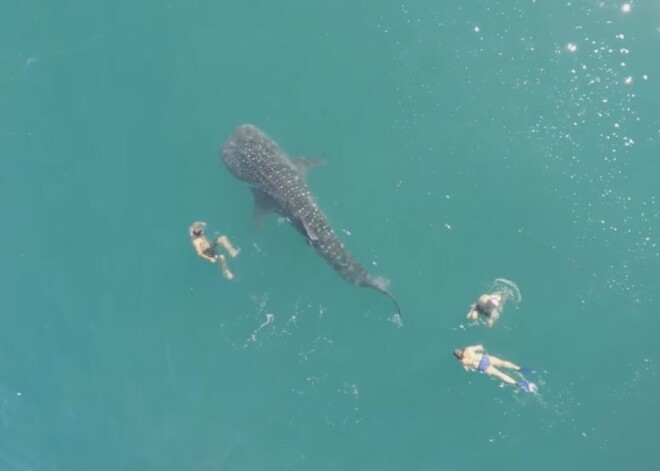 Страшно смотреть: смельчаки плавают рядом с гигантской акулой!