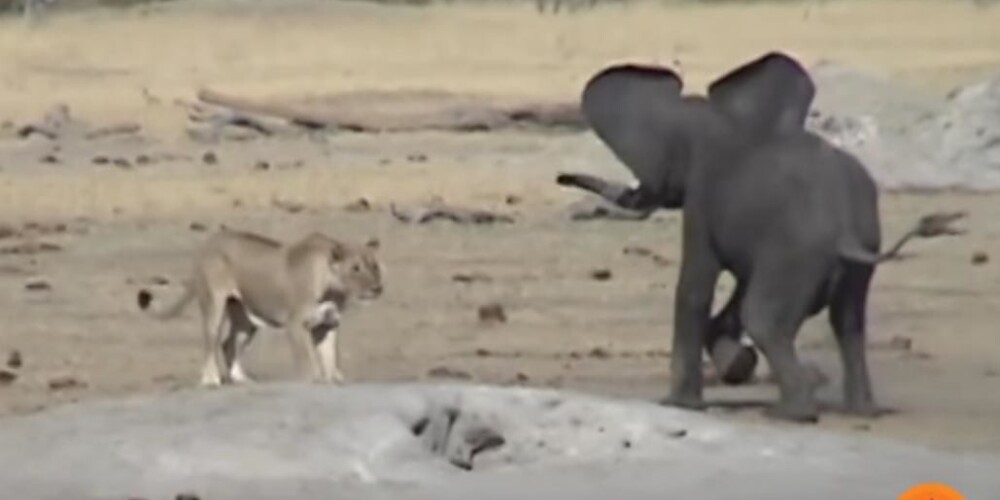Трагическая схватка слоненка со львами попала на видео