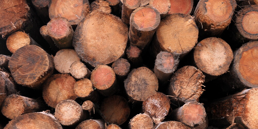 В прошлом году в Латвии вырублено почти на миллион кубометров больше древесины