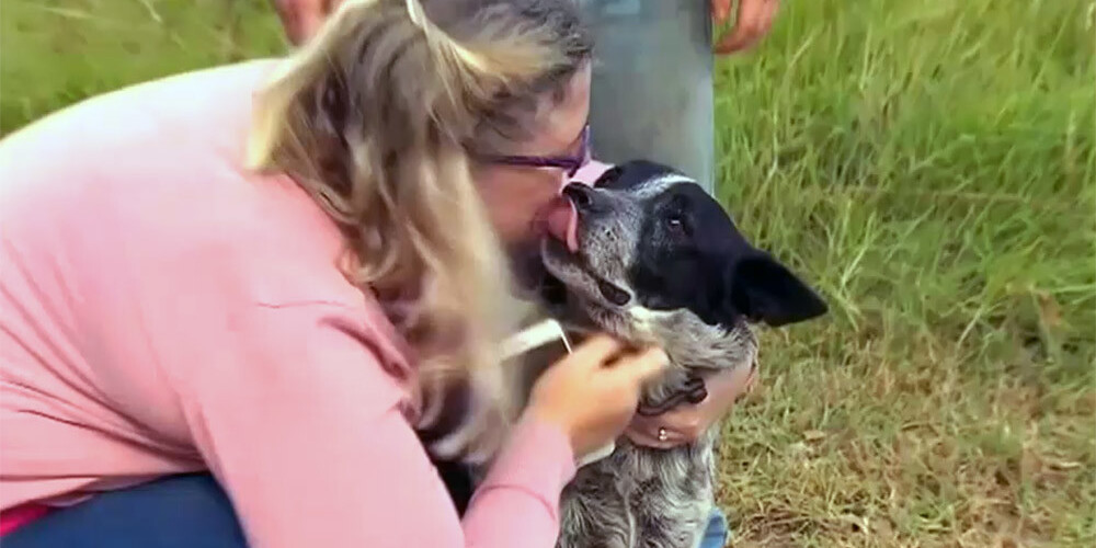 Vecs, kurls un daļēji akls suns Austrālijā izglābj mazas meitenītes dzīvību
