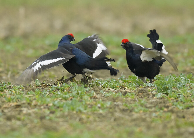Viens no dabas fotogrāfiju meistardarbiem.
