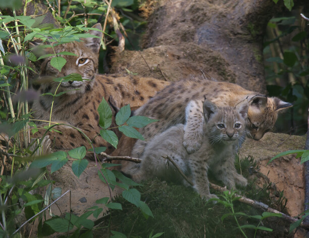 Viens no dabas fotogrāfiju meistardarbiem.