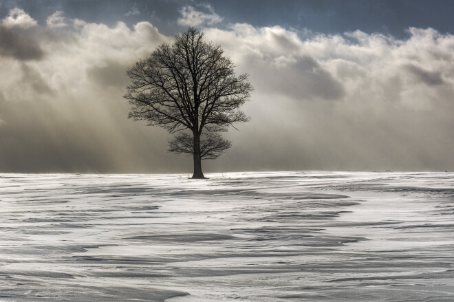 Viens no dabas fotogrāfiju meistardarbiem.