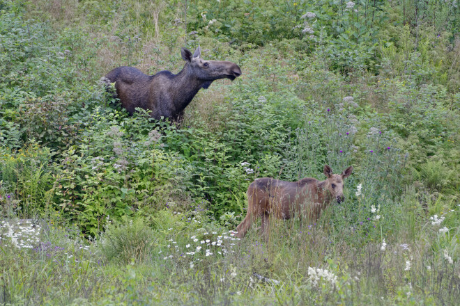 Viens no dabas fotogrāfiju meistardarbiem.