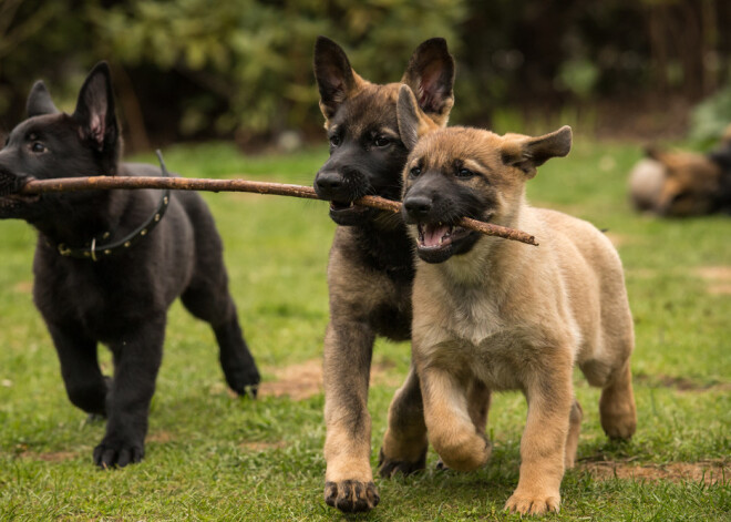 Veterinārārsti brīdina: mest sunim koku var būt bīstami