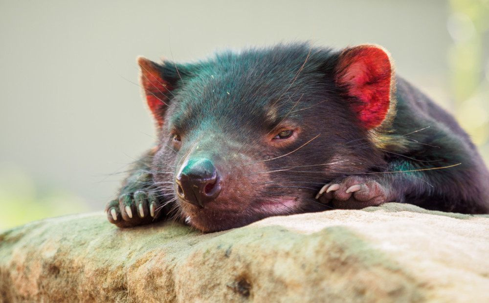 Austrālijas zinātniekiem radusies cerība izglābt Tasmānijas velnus no izmiršanas