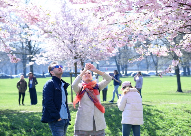 FOTO: Uzvaras parkā paveras krāšņa ainava - pilnbriedā zied sakuras