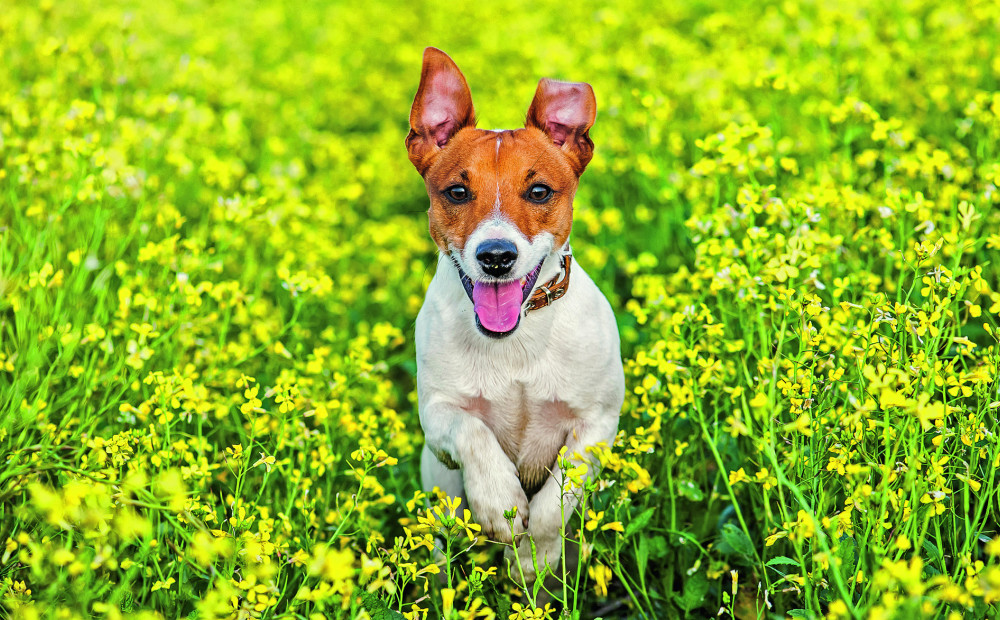 Draudzīgais lēkātājs Džeka Rasela terjers: kas jāzina par šā suņa ...