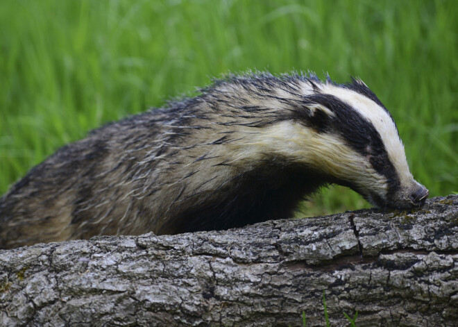 Kocēnu novadā glābēji no akas izceļ divus āpšus