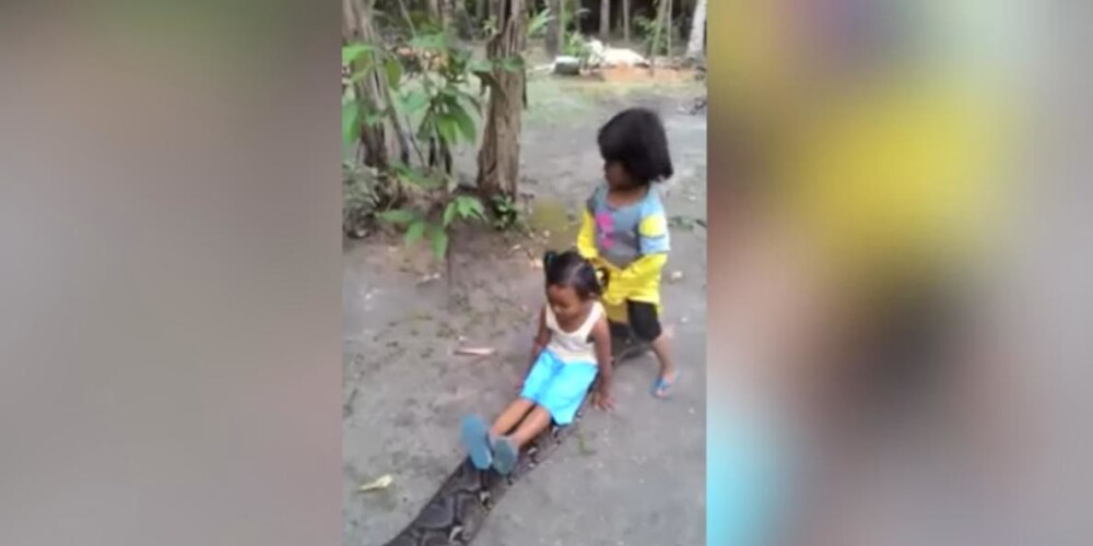 Видео: дети в Индонезии катаются верхом на питоне