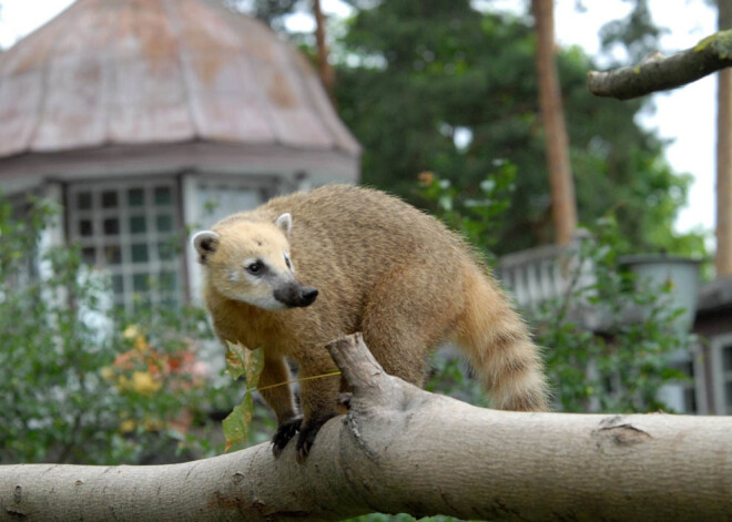 Vēstures nakts Zoodārzā ar papagaiļiem jaunā vasarnīcā