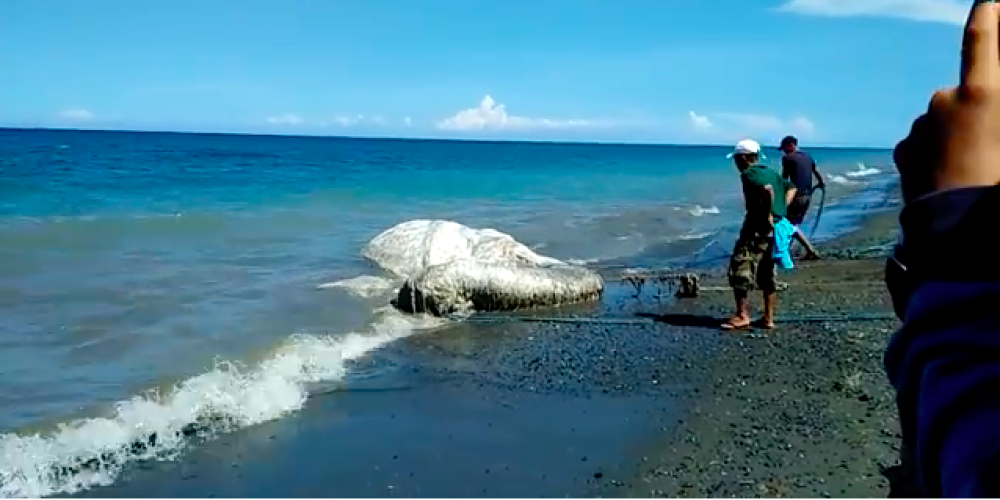 Огромного «волосатого монстра» выбросило на берег на Филиппинах