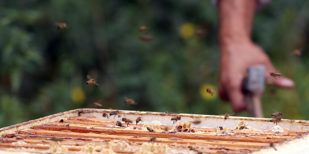 Sāremā salā uzdarbojas profesionāls bišu stropu zaglis