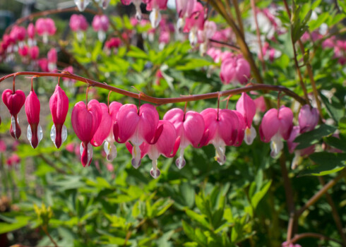 Lauzto sirdi pēc noziedēšanas nevajag apgriezt vai vēl sliktāk — nogriezt. Pieredzes bagāti audzētāji saka, ka tas ir viens no izplatītākajiem un lielākajiem ļaunumiem, ko šim augam var nodarīt.