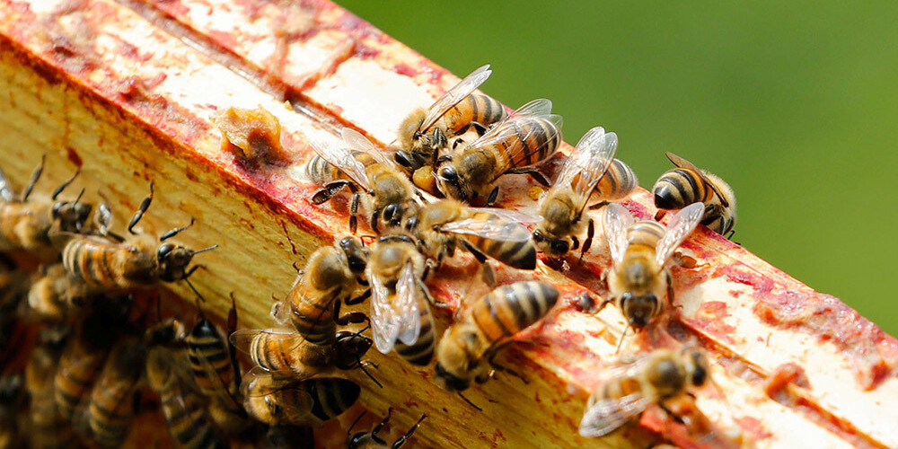 ANO un ES aicina uz globālu rīcību bišu aizsardzībai