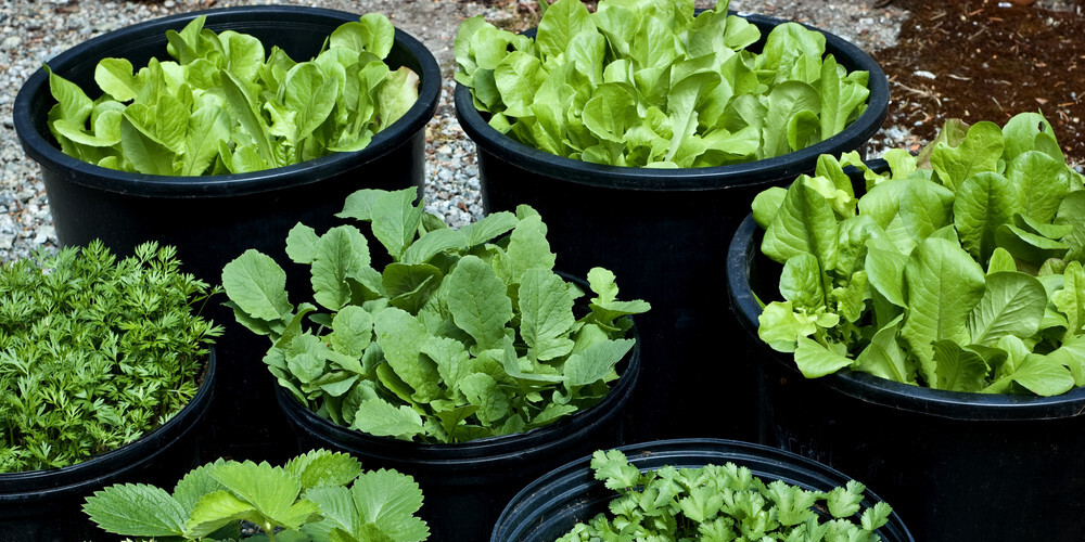 Vai ir vērts audzēt salātus puķupodos un toveros?