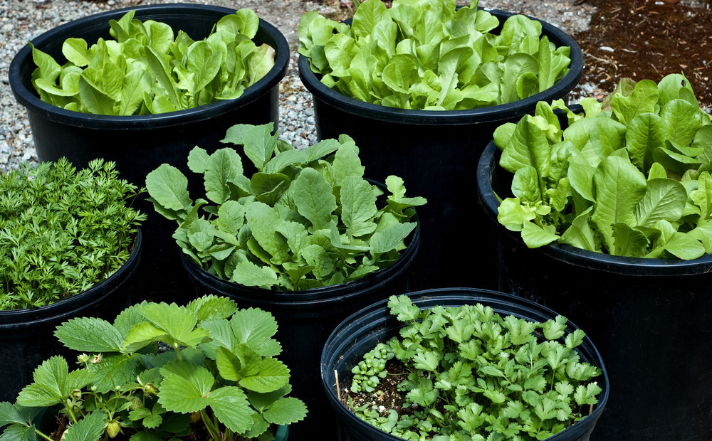 Vai ir vērts audzēt salātus puķupodos un toveros?