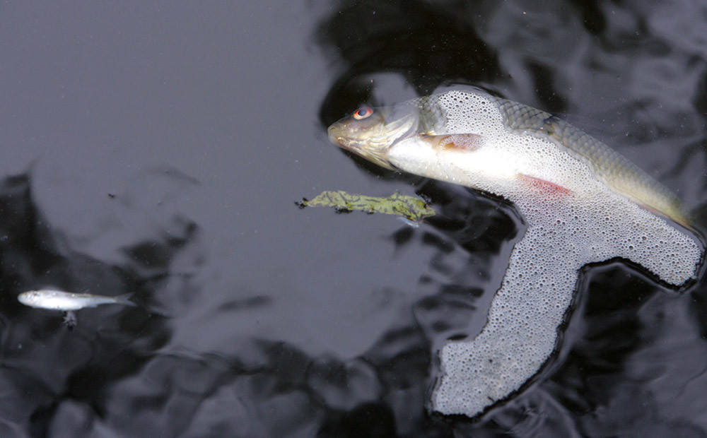 Nolaidīgas miglošanas dēļ Jaunpilī dīķī gājusi bojā apmēram tonna zivju