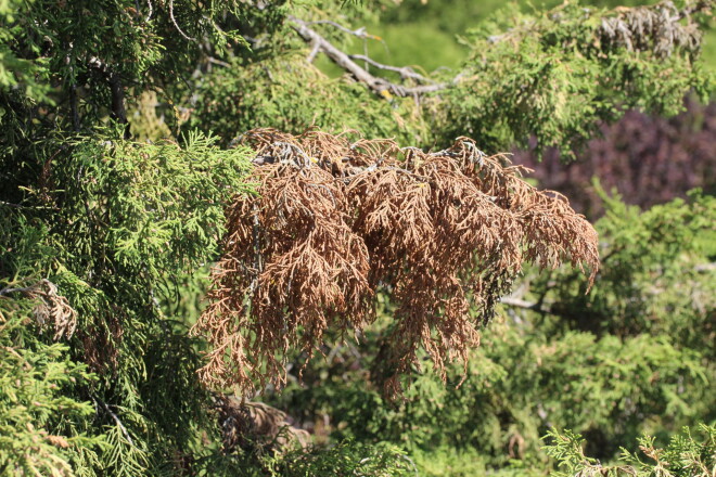 Picea abies Virgata – parastās egles šķirne, saukta arī par čūskegli savu mazzaroto izlocīto dzinumu dēļ. Nokalta 2017. gada pavasarī, nolemts saglabāt un veidot kā vides objektu.