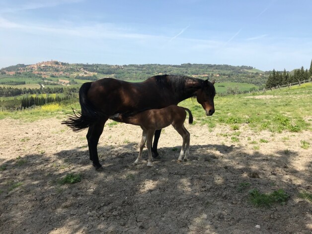 Šie zilacainie zirgi tiek trenēti reiningam, kas ir kas līdzīgs rodeo.