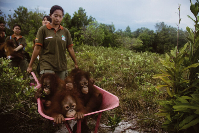 Šie orangutanu mazuļi pēc lietusmeža izciršanas Sumatrā zaudējuši mājas. 