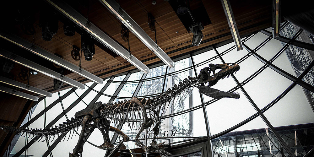 Eifeļa tornī tiks izsolīts dinozaura skelets
