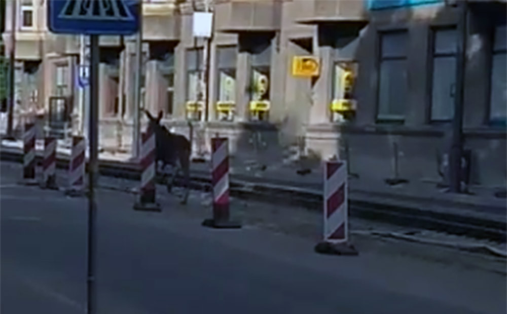 VIDEO: Pa Liepājas centru šorīt pastaigājies alnis