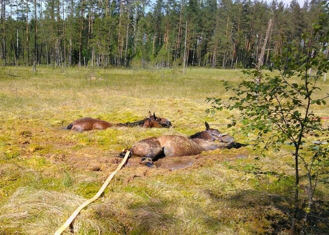 Ugunsdzēsēji Inčukalnā izglābj divus purvā jau pa pusei noslīkušus zirgus