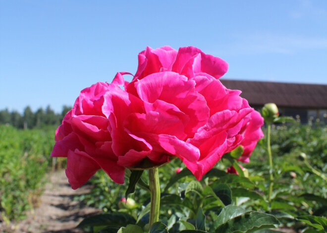 Peonijas šogad zied agrāk