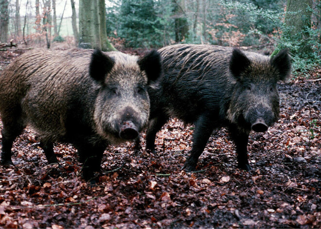 Āfrikas cūku mēri pirmo reizi konstatē mežacūkām Ēdoles pagastā