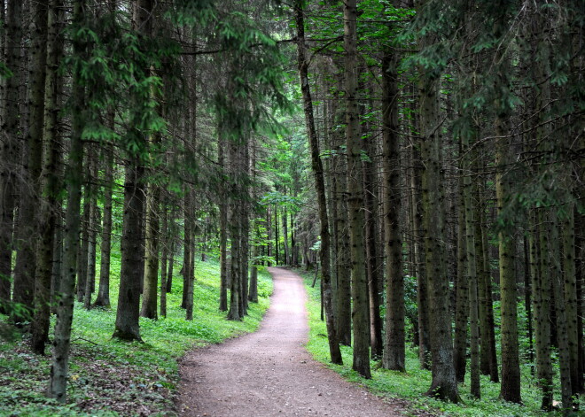 Zviedrijas kompānijai "Bergvik Skog" piederošos Latvijas mežus grib pirkt 20 uzņēmumi