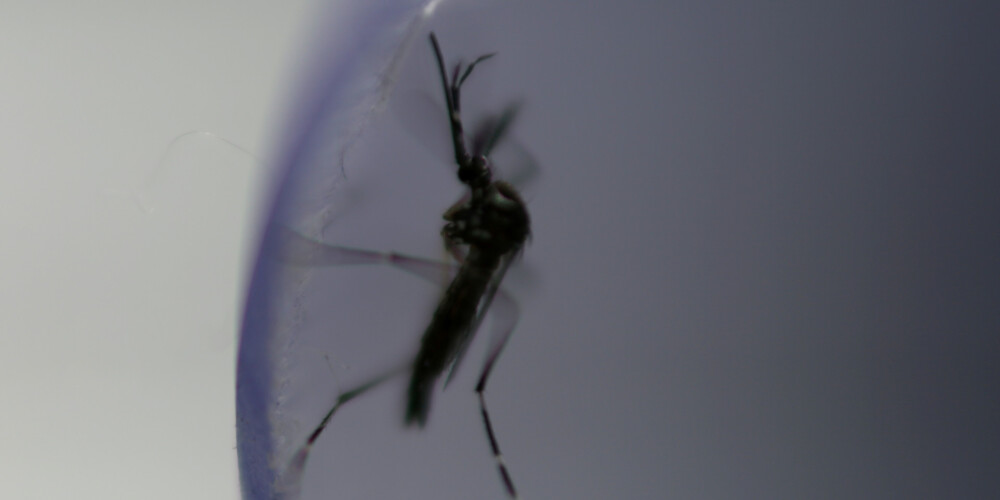 Šovasar īpaši daudz savairojušies odi: veidi, kā tos atbaidīt bez ķīmijas