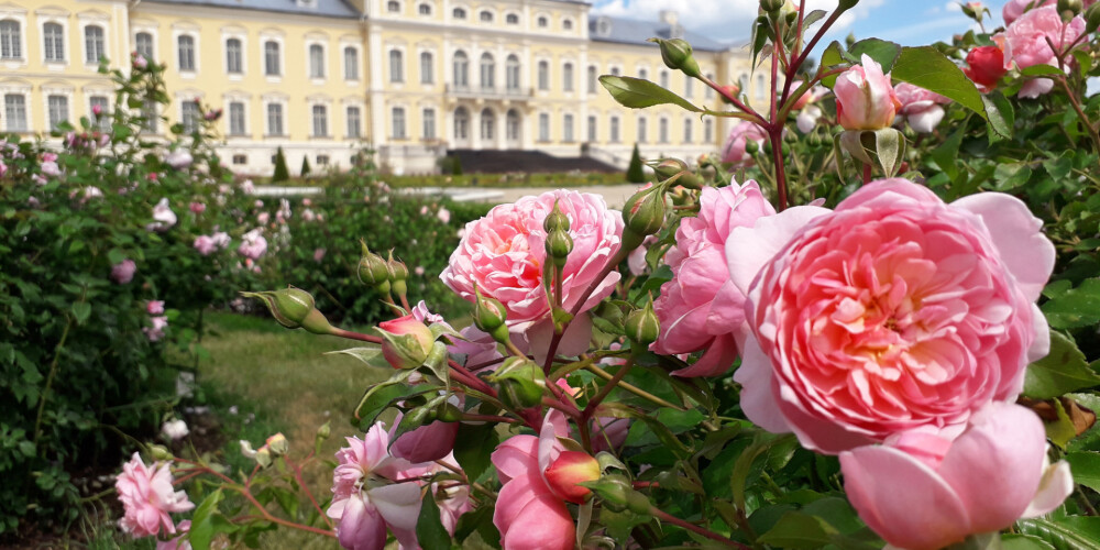 FOTO: Rundāles pils rožu dārzs šobrīd zied pilnā krāšņumā