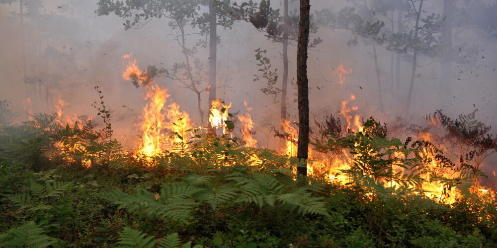 Līdz šim Latvijā reģistrēti 428 meža ugunsgrēki, kas ir vairāk nekā pērn kopumā