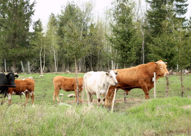 Kuldīgas novadā ilgstošā sausuma dēļ jau likvidē mājlopus