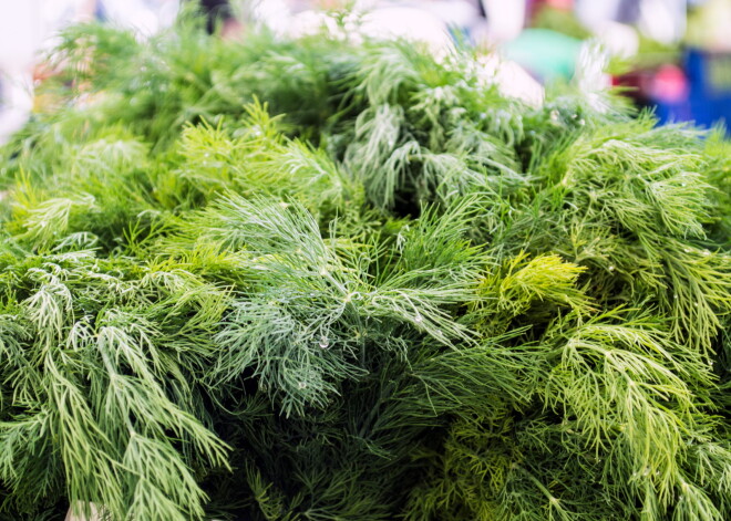 Jūnija superprodukts - dilles. Tās ir ne tikai gardas, bet arī labas veselībai