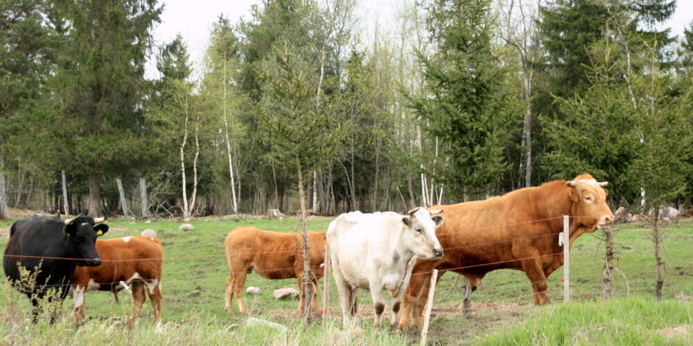 В Кулдигском крае из-за засухи уже ликвидируют домашний скот
