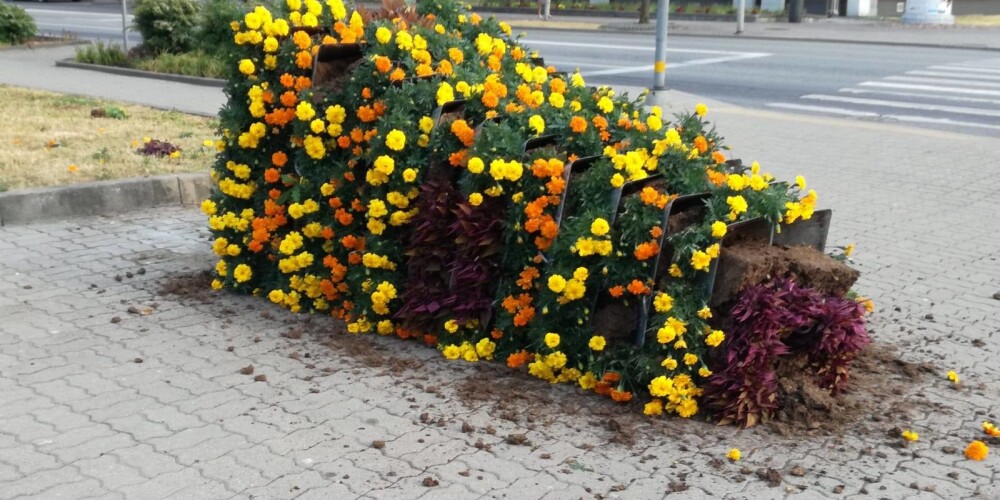 Izrauj pat rožu krūmus: Ventspilī, Siguldā un Jelgavā uzdarbojas vandaļi