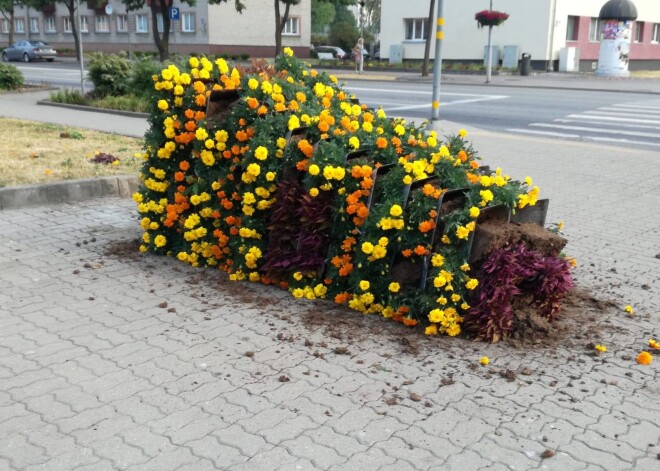 Izrauj pat rožu krūmus: Ventspilī, Siguldā un Jelgavā uzdarbojas vandaļi