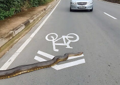 Čūska paralizēja satiksmi un apkārtējos radīja milzīgu interesi.