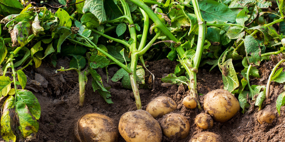 Kartupeļu audzētāji var uzelpot: Kolorādo vaboļu šogad ir mazāk