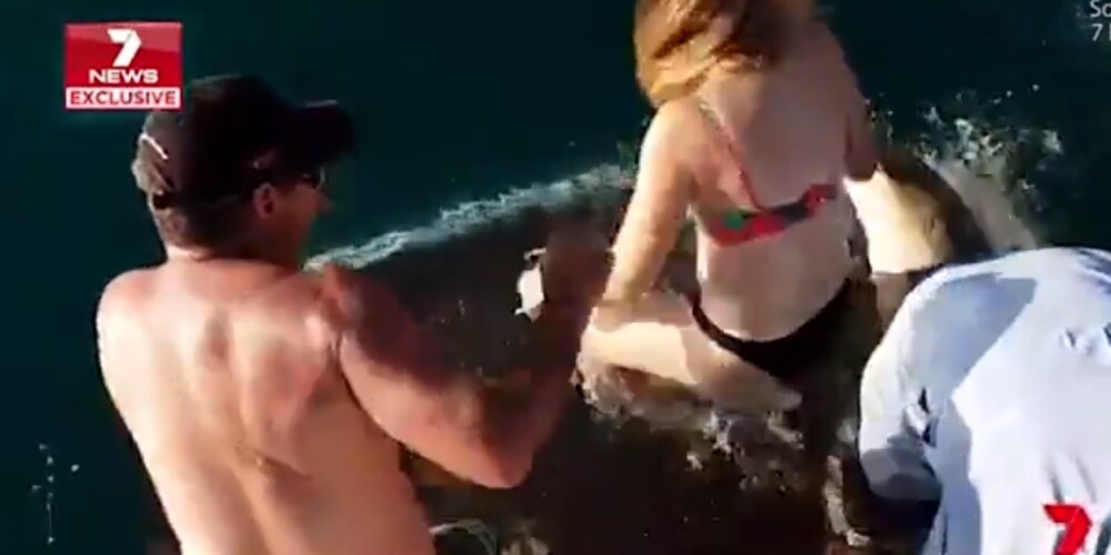 Ужасающее видео: акула утащила под воду пытавшуюся покормить ее женщину