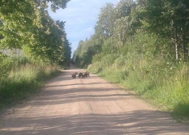 FOTO: Siguldas novadā pa zemes ceļu brīvi pastaigājas mazu lāču bariņš