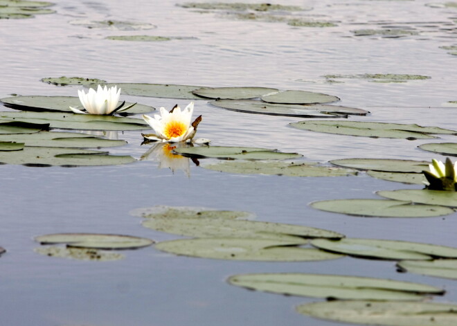 Uzmanību! Šobrīd neiesaka peldēties Bābelītes ezera peldvietā Rīgā