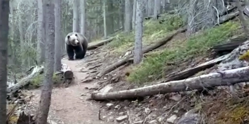 Kā pareizi rīkoties, savvaļā sastopot lāci: spriedzes pilns tūristu VIDEO